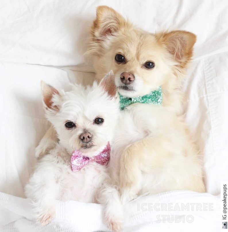 Sparkle Glitter Gold Bow Tie Bow Tie Elastic Pet Collar Dog Etsy