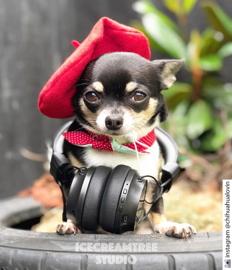 dog beret hat