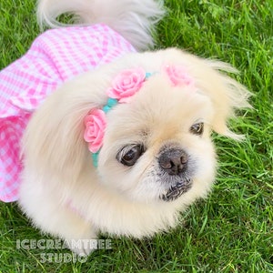 Puede incluir: Un perro pequin&eacute;s blanco con un vestido de cuadros rosa y blanco y una diadema con flores rosas y una banda turquesa.