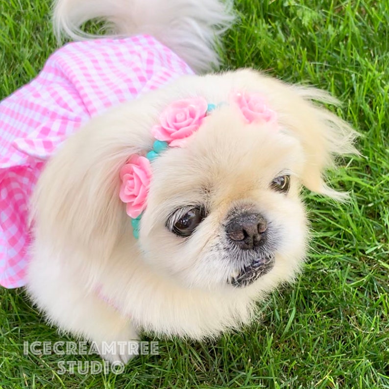 Puede incluir: Un perro pequin&eacute;s blanco con un vestido de cuadros rosa y blanco y una diadema con flores rosas y una banda turquesa.