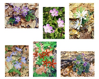 White Wildflower Bloodroot 5 x 7 Blank Legacy II Fine Art Greeting Card Watercolor