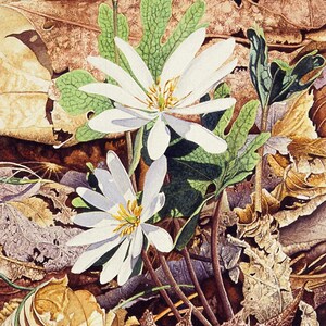 White Wildflower Bloodroot 5 x 7 Blank Legacy II Fine Art Greeting Card Watercolor