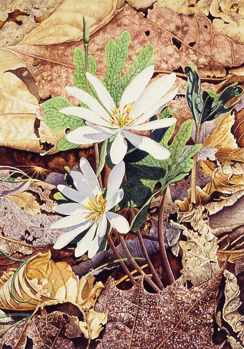 White Wildflower Bloodroot 5 x 7 Blank Legacy II Fine Art Greeting Card Watercolor