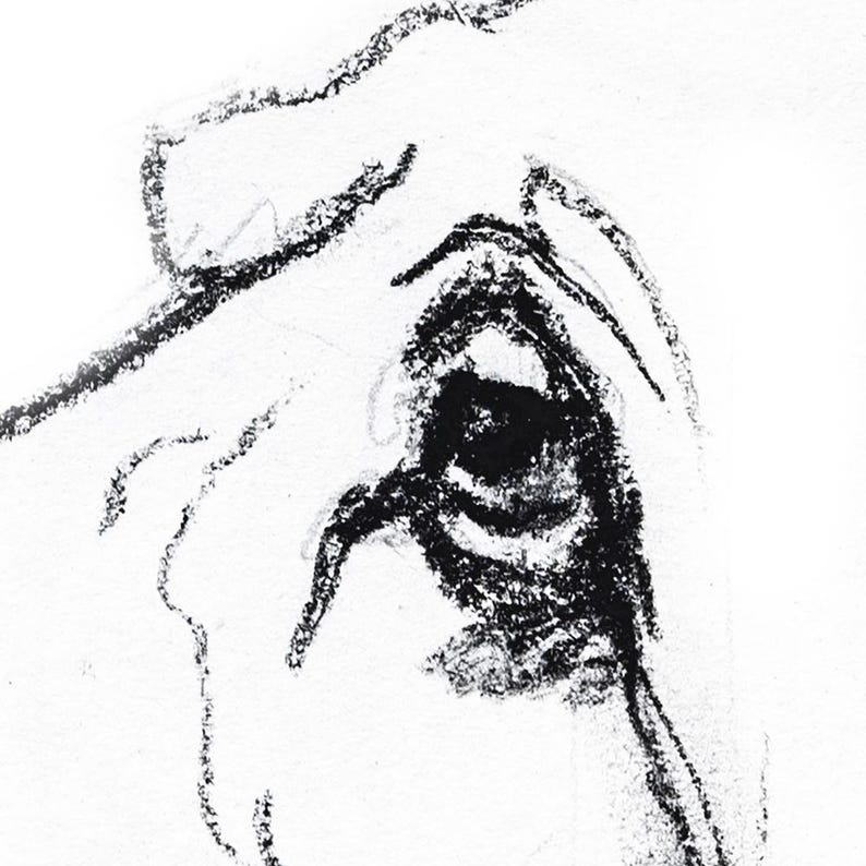Basset Hound Dog Charcoal Drawing, Fine Art Print image 4