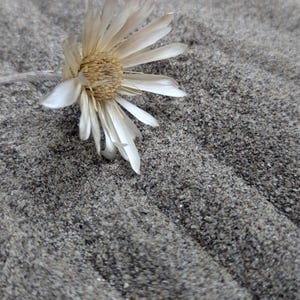 Wyoming River Sand, Zen Garden, Terrarium Substrate, DIY Art