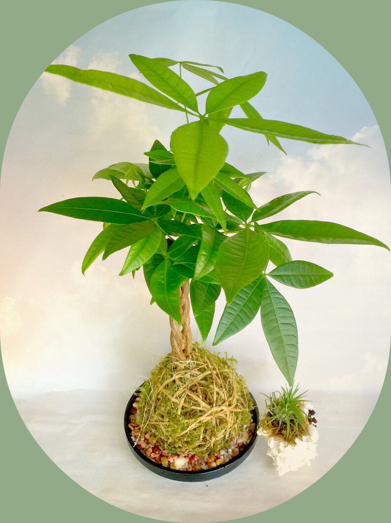Handmade Kokedama Money Tree Plant Kokedama Live Plant Etsy - image 0