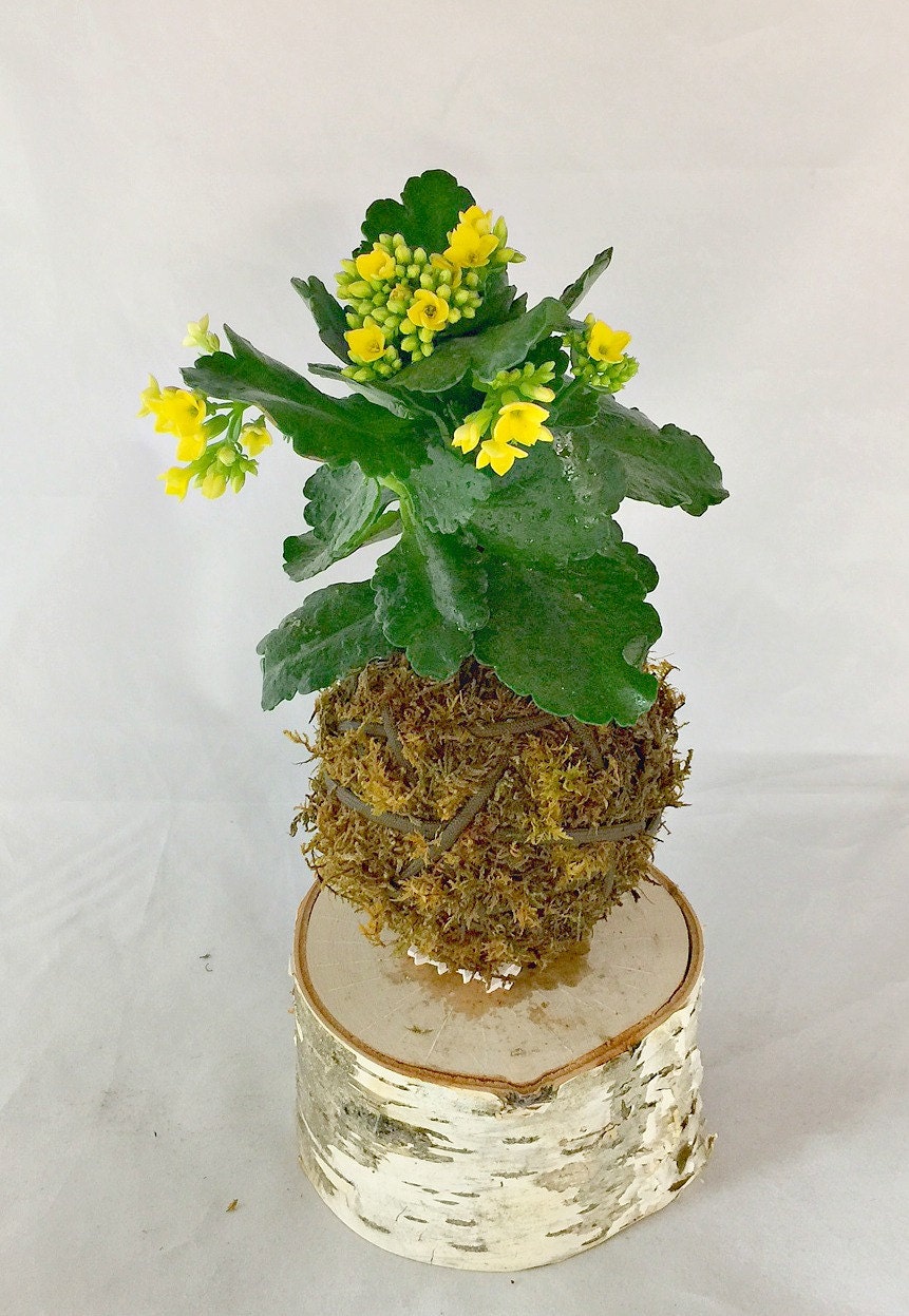 Kalanchoe Kokedama Plant Japanese Bonsai Kalanchoe Hanging Etsy