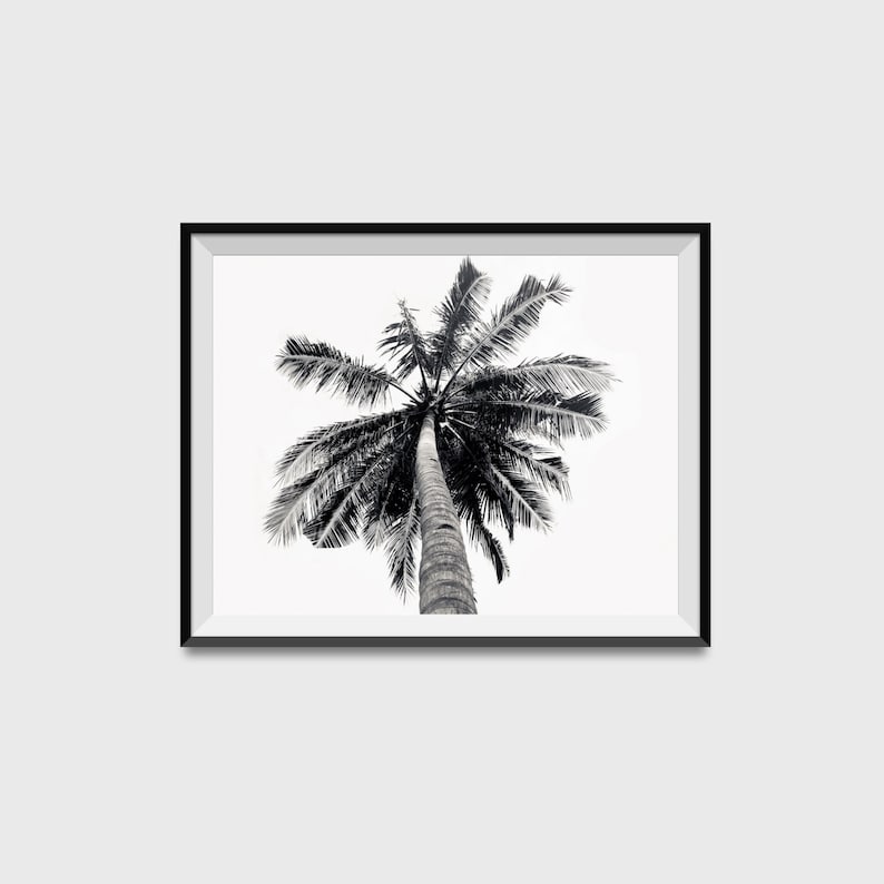 Palm Tree Palm Tree Wall Art Black and White Photography Etsy