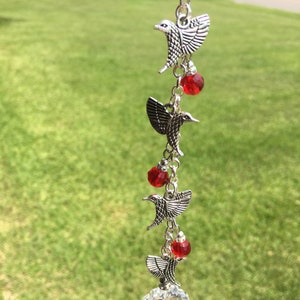 Collettore del sole del colibrì