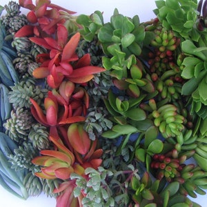 80 Assorted Succulent Cuttings, Hardy plants ,colorful,drought tolerant,easy maintenance,plants,gifts