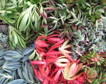 May include: A variety of succulent plants in a close-up view. The plants are green, red, and blue-green in color. The plants are arranged in a random pattern.