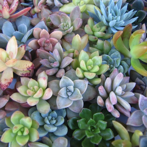 100 Assorted Rosettes Cuttings