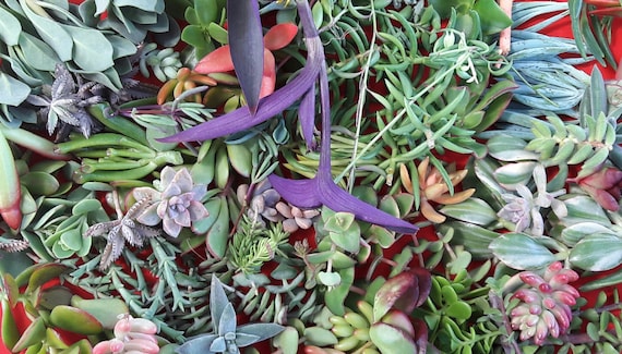 50 Assorted Succulent Cuttingscolorful,drought Tolerant,easy Maintenance, plants,gifts - Etsy