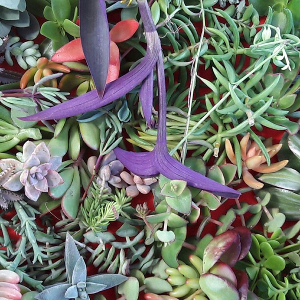 50 Assorted Succulent Cuttingscolorful,drought tolerant,easy maintenance,plants,gifts