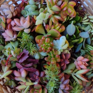 50 mini bouturescolorées,tolérantes à la sécheresse,facile d'entretien,plantes succulentes,plantes,cadeaux