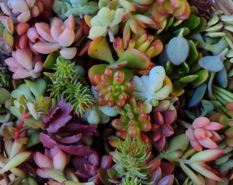 May include: A wicker basket filled with a variety of succulent plants. The succulents are in various shades of green, red, and pink.