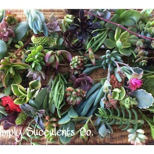 150 Assorted Succulent Cuttings
