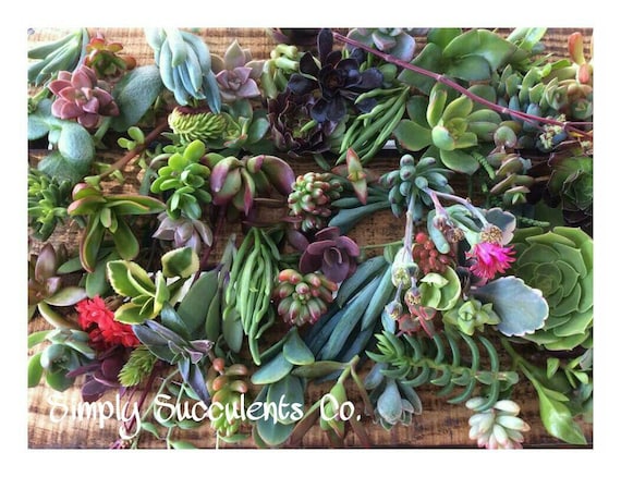 150 Assorted Succulent Cuttings - Etsy