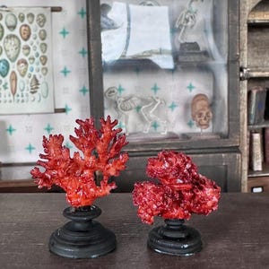 Par de ejemplares de coral en miniatura para casa de muñecas, colección a escala 1:12
