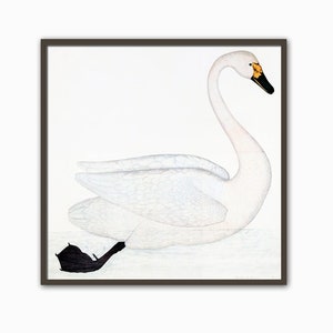 Swan Print, Olof Rudbeck Bird illustration, Vintage Bird Wall Art Decor, Antique Bird Art, Living Room Wall Art, Large wall Art Square Print