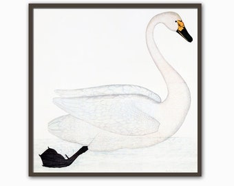 Swan Print, Olof Rudbeck Bird illustration, Vintage Bird Wall Art Decor, Antique Bird Art, Living Room Wall Art, Large wall Art Square Print