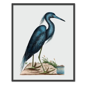 Impressão de garça-azul, impressão de pássaro, arte de pássaro, ilustração de pássaro, pássaro vintage, arte de pássaro antigo