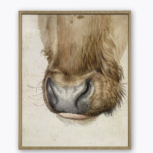 May include: Close-up of a brown cow's nose with a black nostril and pink lips. The nose is surrounded by brown fur and whiskers.