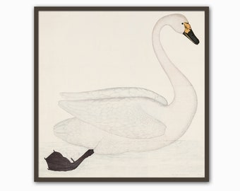 Swan Bird Square Print Home Decor Vintage Illustration
