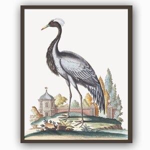 Crane Print, Bird Print, Bird Wall Decor, Large Poster, Living Room Art, Ornithology Poster, Antique Bird Illustration, American Bird,
