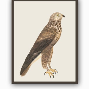 Buzzard Bird Print Large Wall Art Decor Wild Bird Vintage Collection Bird Illustration