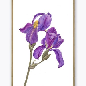 Violet Flower Print, Iris Flowers Botanical Illustration Decor, Flower Painting Art Print Mother Day Gift Idea