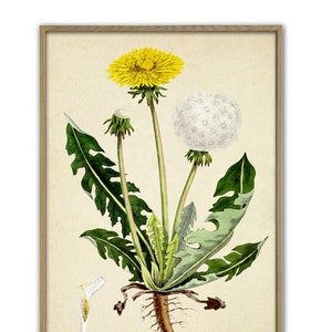Dandelion Art Print, Flower Print, Botanical Art Print, Vintage Flower Illustration Print, Yellow Flower