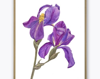 Violet Flower Print, Iris Flowers Botanical Illustration Decor, Flower Painting Art Print Mother Day Gift Idea