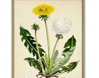 Impression d'art pissenlit, impression de fleurs, impression d'art botanique, impression d'illustration de fleurs vintage, fleur jaune