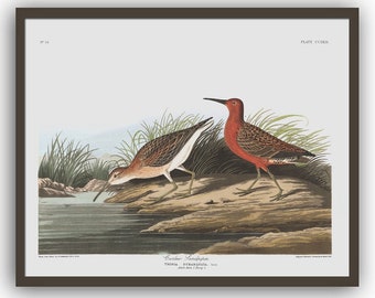 Audubon Bird Print, American Bird Illustration, Curlew Sandpiper