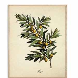 Olive Branch Print, Antique Olive Tree, Olive Botanical Illustration, Kitchen Wall Decor