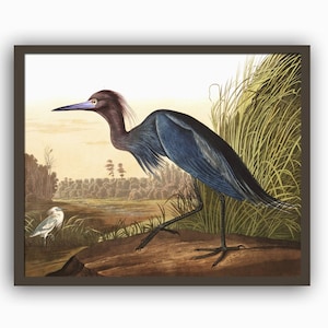 Blauer Kranich Druck Vogel Druck Vogel Wand Kunst Dekor, Audubon Vogel Illustration Druck