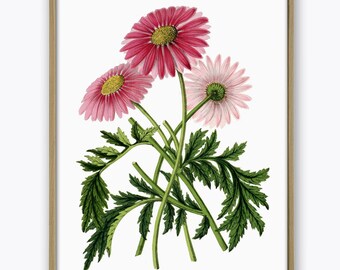Gerbera Flower Print, Botanical Wall Art Decor, Pink Flower Poster
