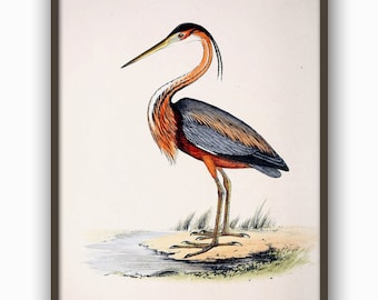 Heron Goliath print bird print bird illustration print bird poster wall art print vintage art home decor antique illustration eco 8x12 12x16