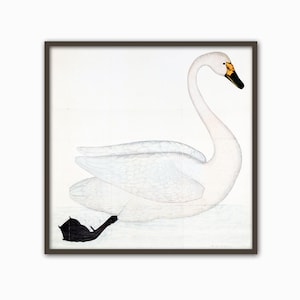 Swan Bird Square Print Home Decor Vintage Illustration image 2