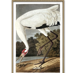 Crane Print, Bird Print, Audubon Bird Art Print, Large Bird Poster, Large Wall Decor, Ornithology Poster, Vintage Bird Antique American Bird