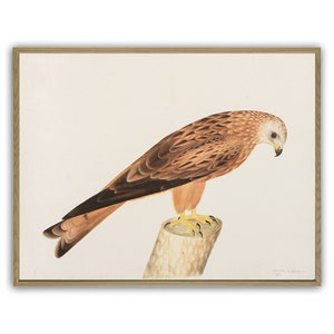 Bird Print,  Bird Illustration, Wall Art Decor, Ornithology Poster, Living Room Decor, RED KITE Art-770(5)