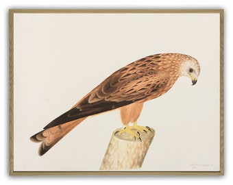 Bird Print,  Bird Illustration, Wall Art Decor, Ornithology Poster, Living Room Decor, RED KITE Art-770(5)