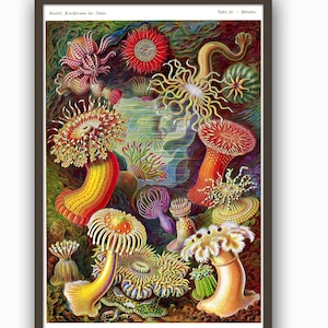 Sea Life Print, Sea Anemone Poster, Ernst Haeckel Scientific Illustration, Classroom Art, Coastal Art, Educational Chart, Beach art