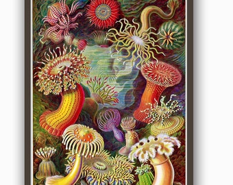 Sea Life Print, Sea Anemone Poster, Ernst Haeckel Scientific Illustration, Classroom Art, Coastal Art, Educational Chart, Beach art