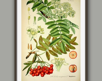 Rowan Berry Print Botanical Wall Art Kitchen Decor