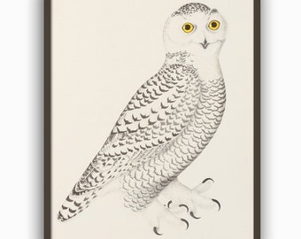 Snowy Owl Print,  Bird Print, Bird Vintage Illustration, Large Wall Art Print