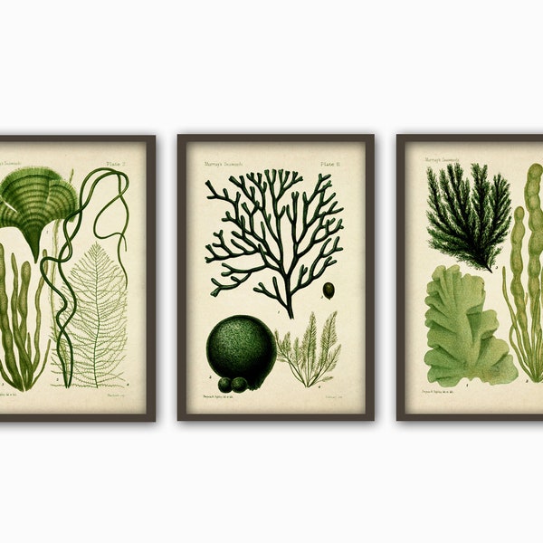 Green Seaweed Print Bathroom Decor Algae Art Print, Marine Biology Large Wall Art Decor, Seaweed Poster Set of 3