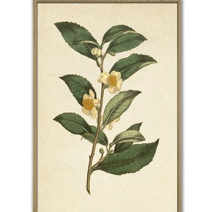 Tea Plant Print Kitchen Wall Art Decor Botanical Poster