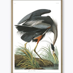 Great Blue Heron Print Bird Illustration Print Bird Poster Wall Art Print Vintage Art Home Decor Vintage Illustration